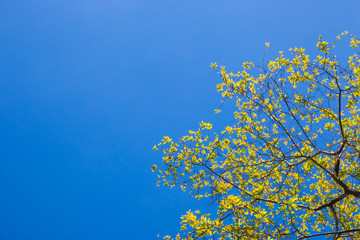 yellow flower in blue sky with copy space for background