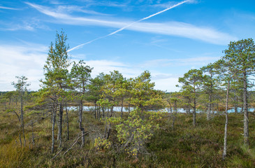 Fototapeta premium A colorful sunrise in the Kemeri swamps, Latvia, with clouds in the blue sky and little pine tree in the foreground.