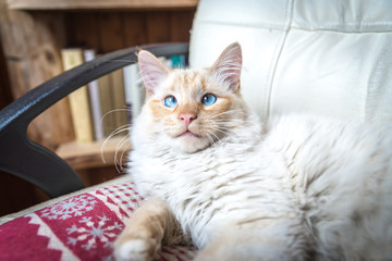 A strabismus cat with warm fall colors in soft-focus in the background. © PTK