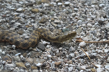 Head of a dice snake (Natrix tassellata)

