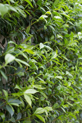 A wall with green leaves of a climbing plant. Italy, Europe