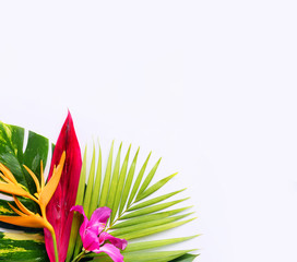 tropical flowers on a white background - 152325065