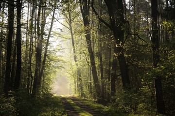 Obraz premium Rural road through the spring forest