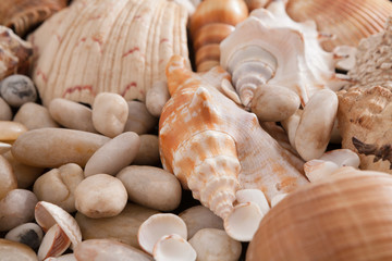 Seashells and pebbles background, natural seashore stones