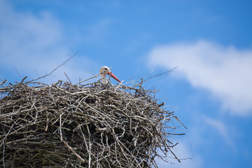 White stork in nest in spring