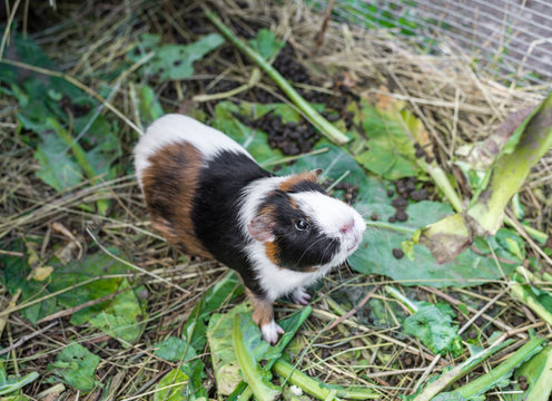 Cute guinea pig, a popular household pet.