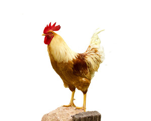 A hen chicken in white background