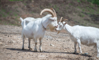 Fototapeta premium White goats grazing on stony ground plains near Bauska, Latvia.