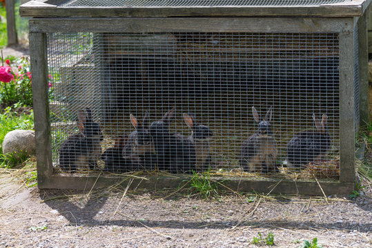 Rabbits in cage. Mammal animal in the farm.