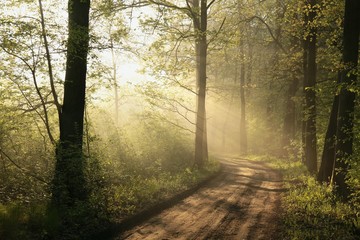 Rural road through a foggy spring forest