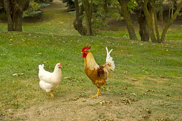 Closeup of a hen in a farmyard (Gallus gallus domesticus)