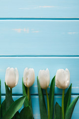White tulips on blue wood background, copy space