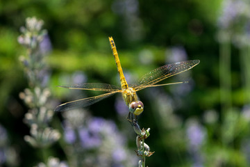 Yellow dragonfly sits on the grass against blurred flower background