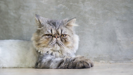 Gray striped Persian cat sitting on gray background.