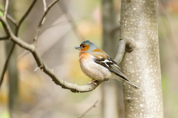 chaffinch on a branch