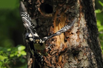 Two Woodpeckers in flight  at the nest. Great Spotted Woodpecker Dendrocopos major