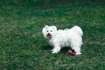 Cute dog playing outdoors with toy