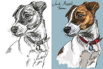 Vector Jack Russel terrier in color and black and white
