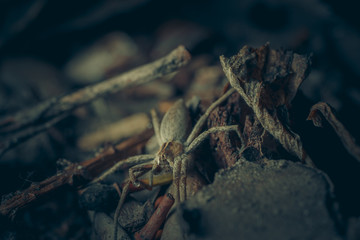 Kleine spinne ganz groß