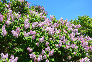 Lilac. Purple Lilac flowers. Blooming bush of purple lilacs in spring. Beautiful flowers of lilac.