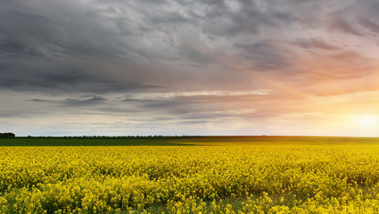 Field of rapeseed for biofuel production and a beautiful sky during sunset.