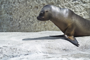 Seehund auf Felsen im Profil