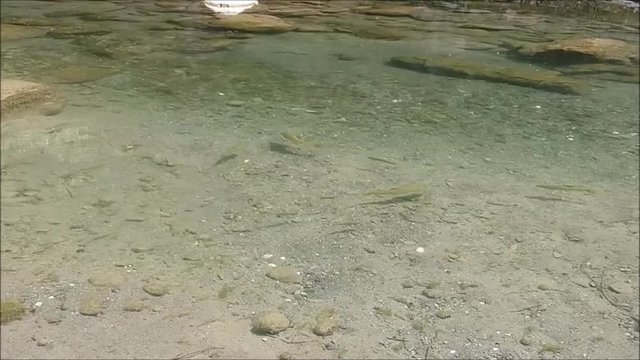 Pesci nel fiume