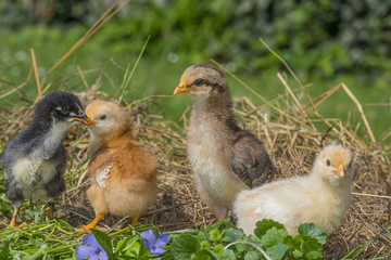 chickens in garden