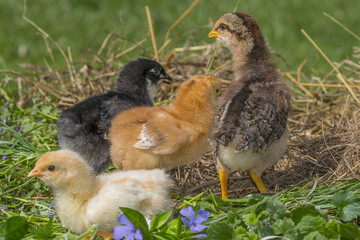 chickens