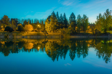 reflection of trees shape like a wave