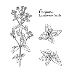 Ink oregano herbal illustration. Hand drawn botanical sketch style. Absolutely vector. Good for using in packaging - tea, condinent, oil etc - and other applications - obrazy, fototapety, plakaty