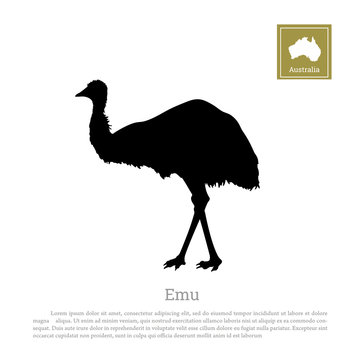 Black silhouette of ostrich emu on white background. Animal of Australia. Vector illustration