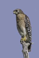 Red Shouldered Hawk on Perch