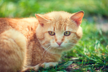 Red cat lying outdoor on the grass