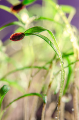 Green germinated sprouts