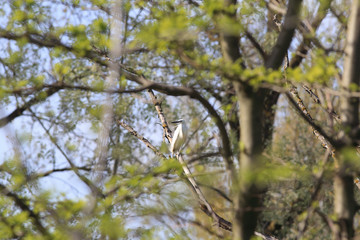 Fototapeta premium White egret on the branches of a tall tree...