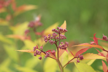White egret on the branches of a tall tree...