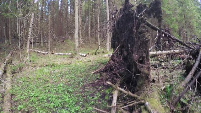 Spring forest with a windbreak