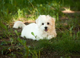 Beautiful bichon havanese puppy on a sunny forest