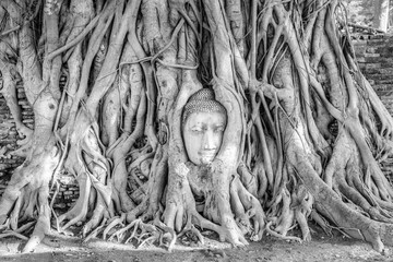 Buddha Head in Tree Roots, Wat Mahathat, Ayutthaya, Thailand. Black and white