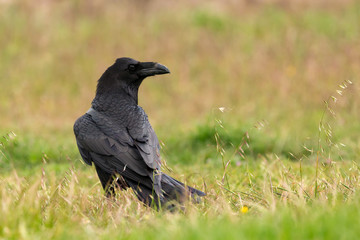 Brigh black plumage of a crow