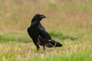Brigh black plumage of a crow