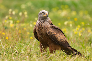 Adult black kite