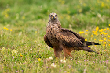 Adult black kite