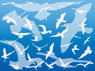 gulls on blue background illustration