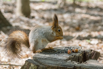  squirrel on a tree