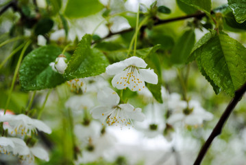 White flowers on a branch