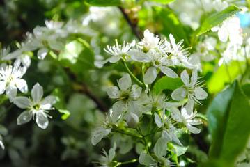 White flowers on a branch