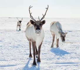 Door stickers Reindeer Reindeer in winter tundra
