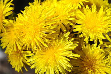 Yellow dandelions